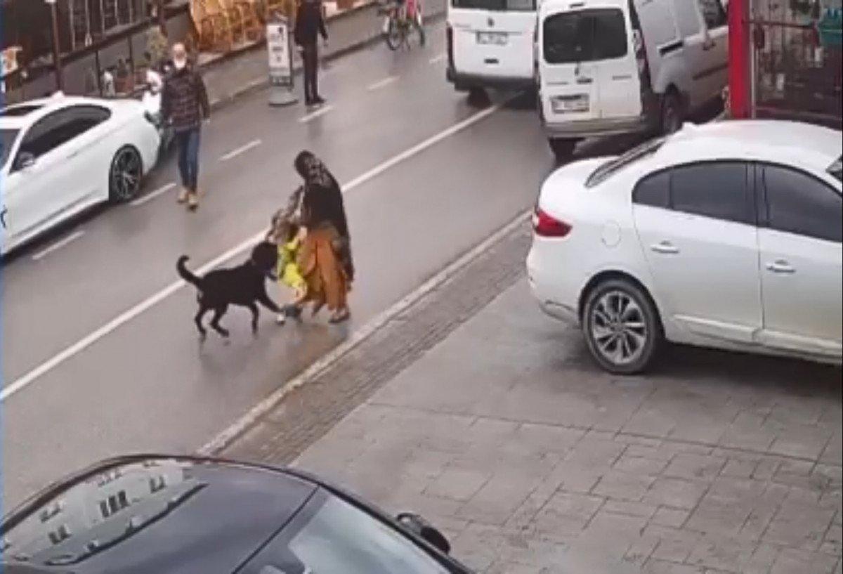 Kocaeli'de köpek tehlikesi: Kardeşini kucağından düşürdü