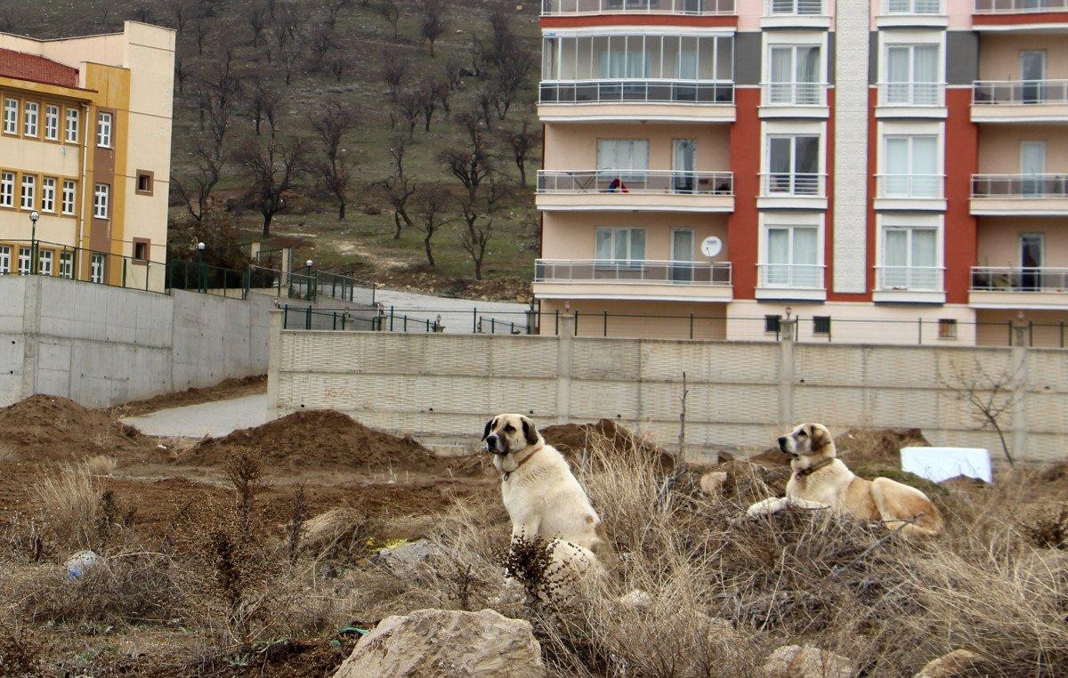 Isparta'da okul dönüşü köpek saldırdı