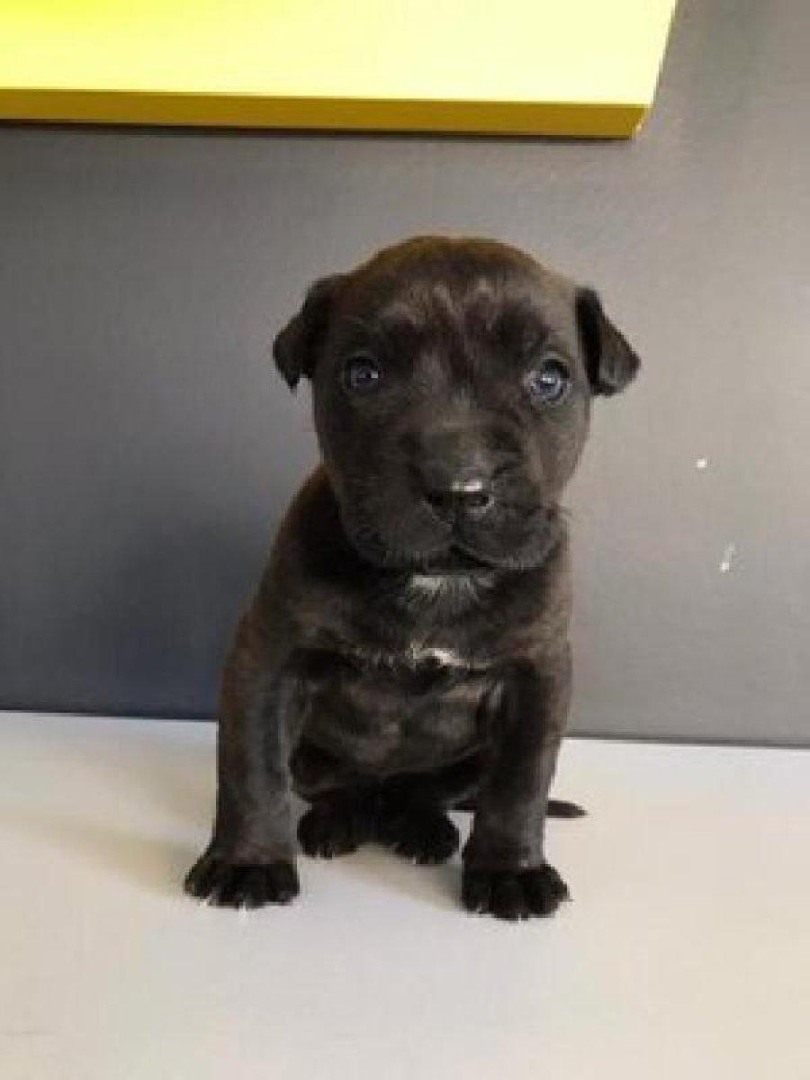 Sarıyer’de yavru köpeği öldüren zanlıya para cezası