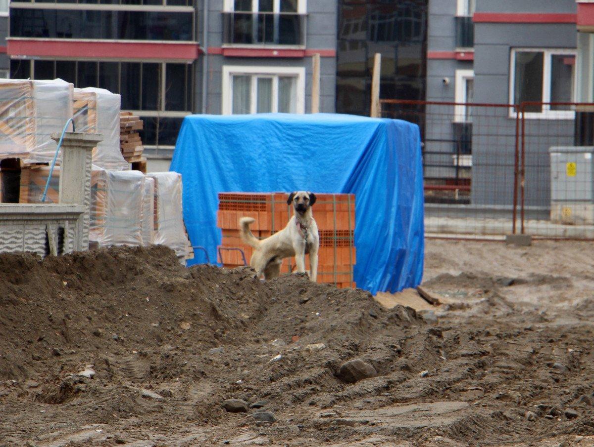 Isparta'da okul dönüşü köpek saldırdı