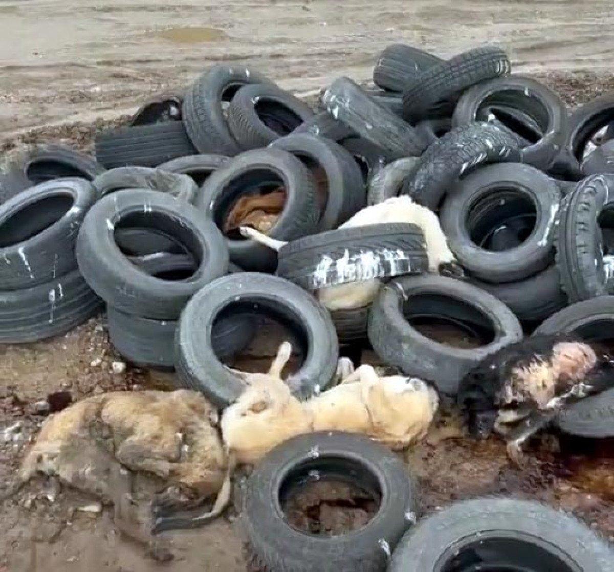 Bolu’da, barınaktaki köpekler çamur içinde görüntülendi