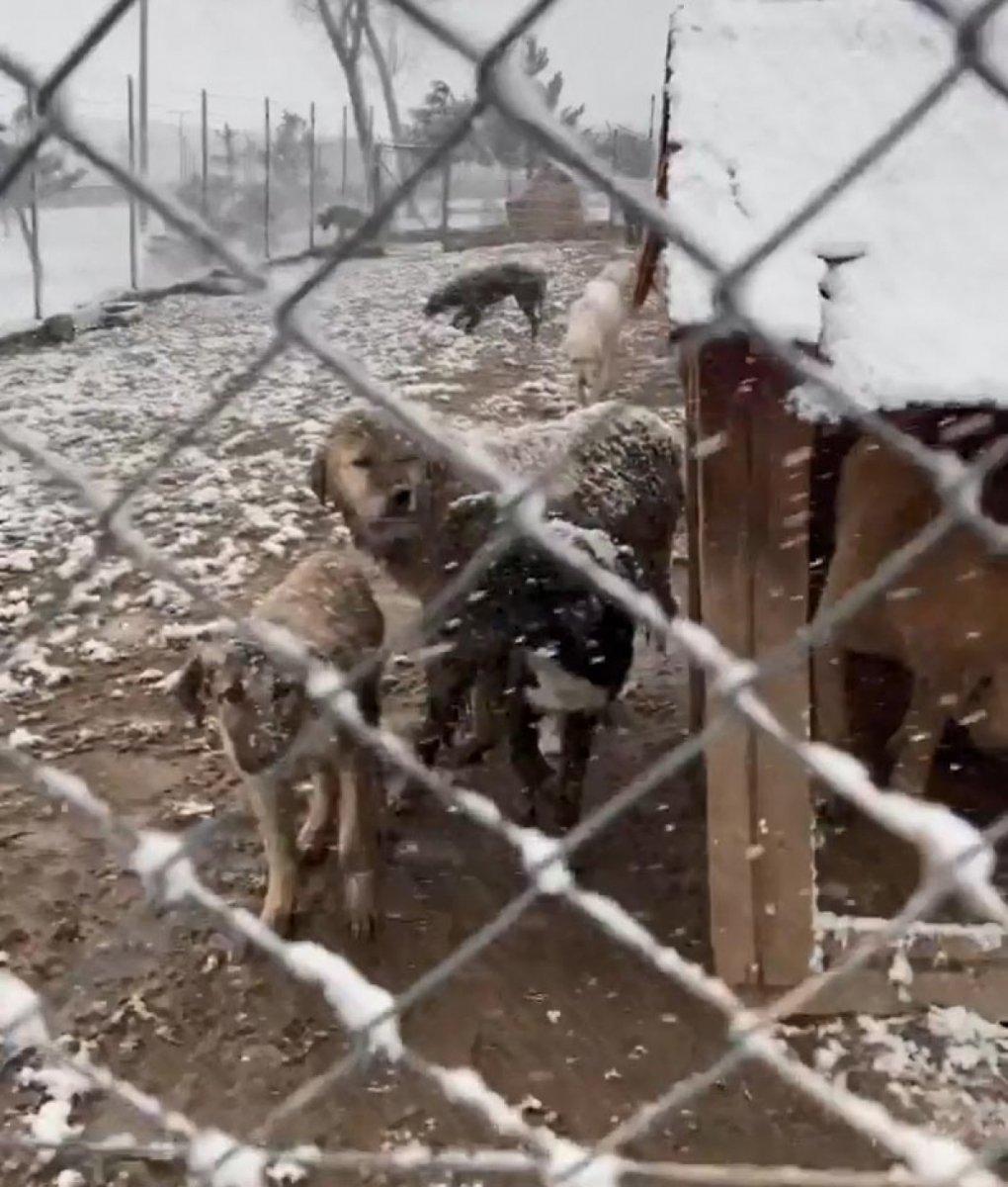 Bolu’da, barınaktaki köpekler çamur içinde görüntülendi