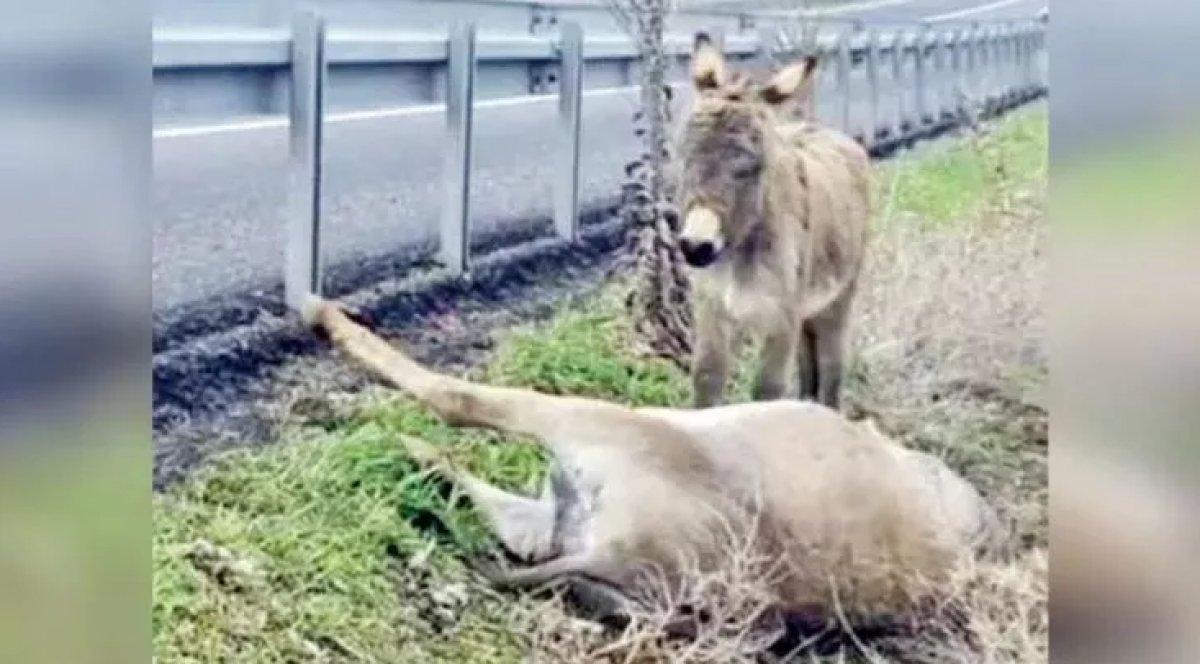 Hande Erçel annesiz kalan bir sıpaya sahip çıktı
