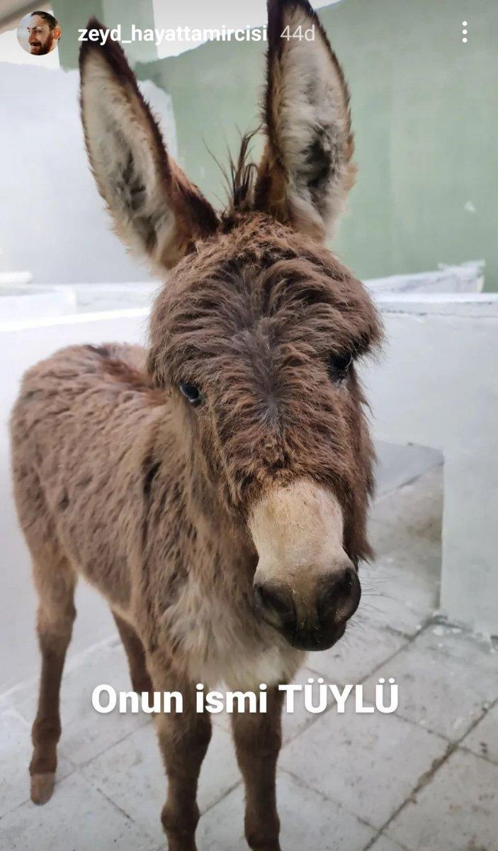 Hande Erçel annesiz kalan bir sıpaya sahip çıktı
