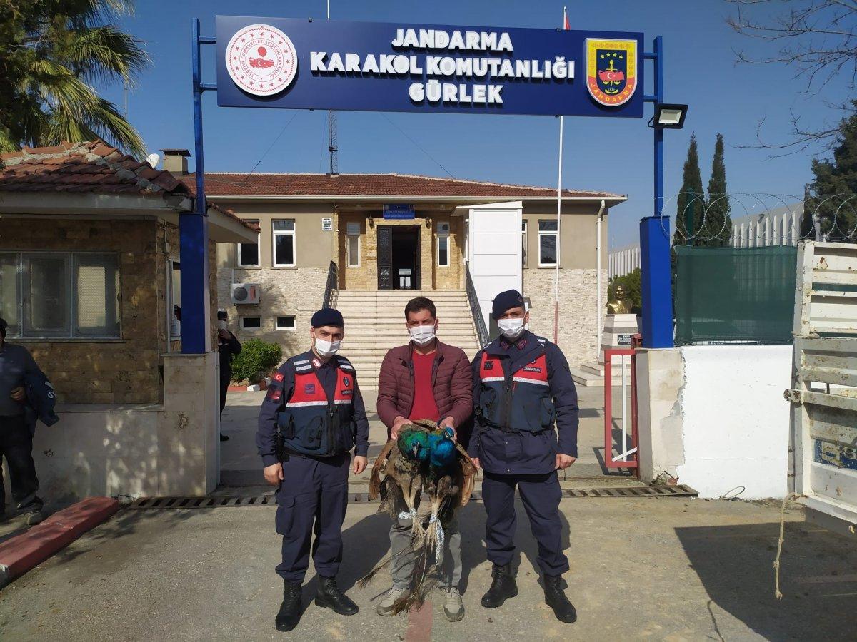 Denizli'deki hırsızlık çetesi, çalınan tavus kuşlarını yeme kavgası yaptı
