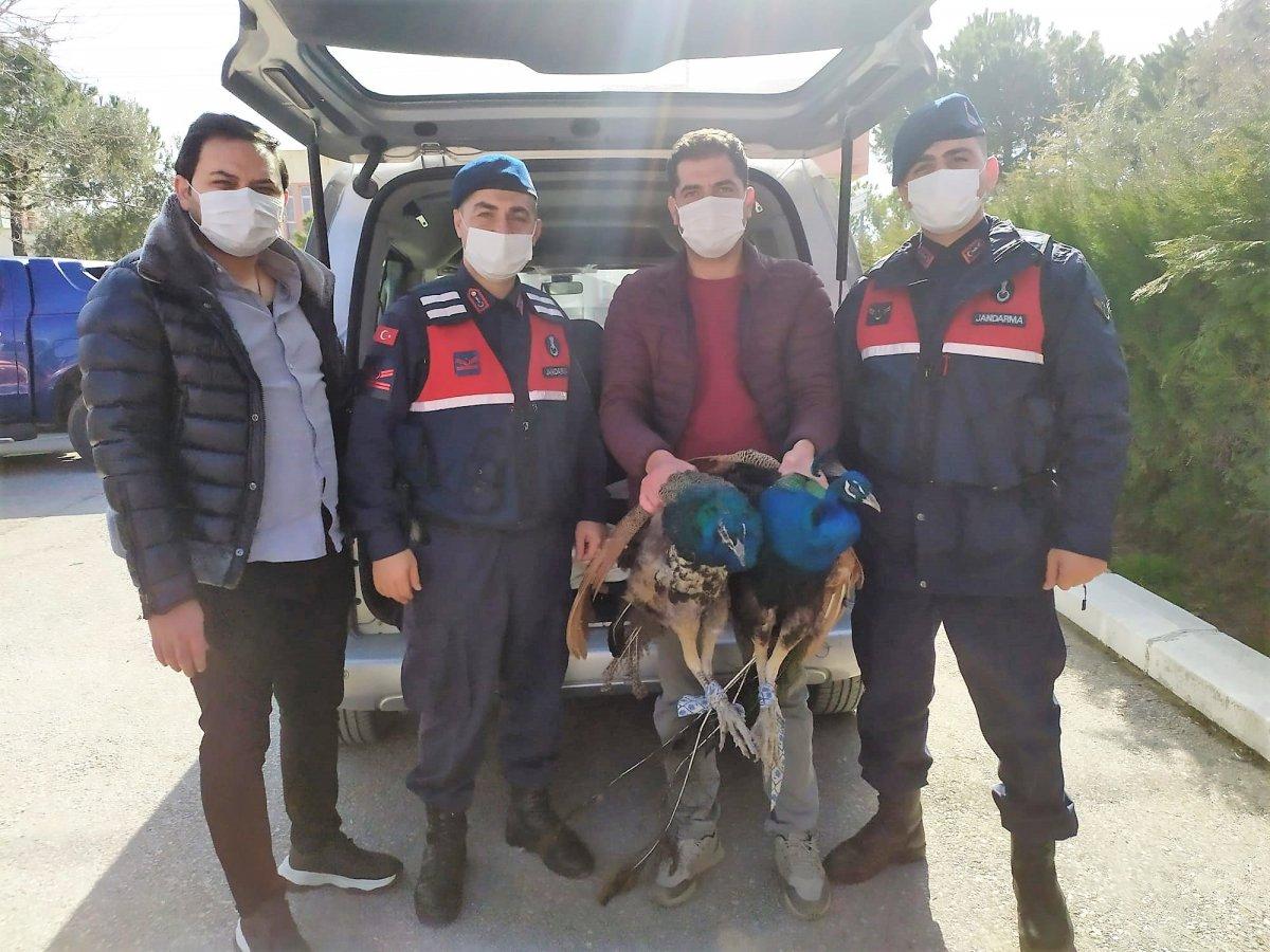 Denizli'deki hırsızlık çetesi, çalınan tavus kuşlarını yeme kavgası yaptı