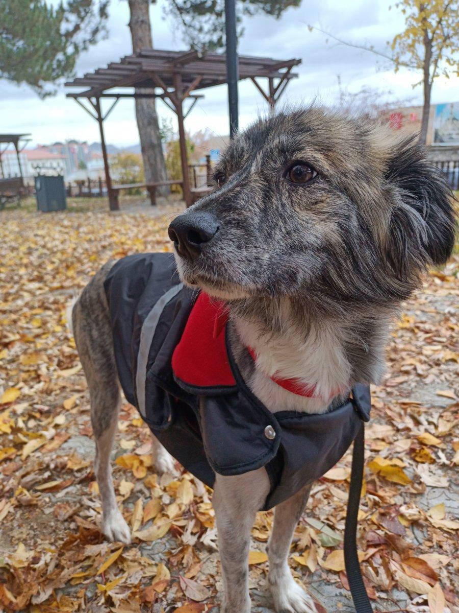 Sivas'ta 1 haftadır kayıp Dobby'i bulana ödül verilecek