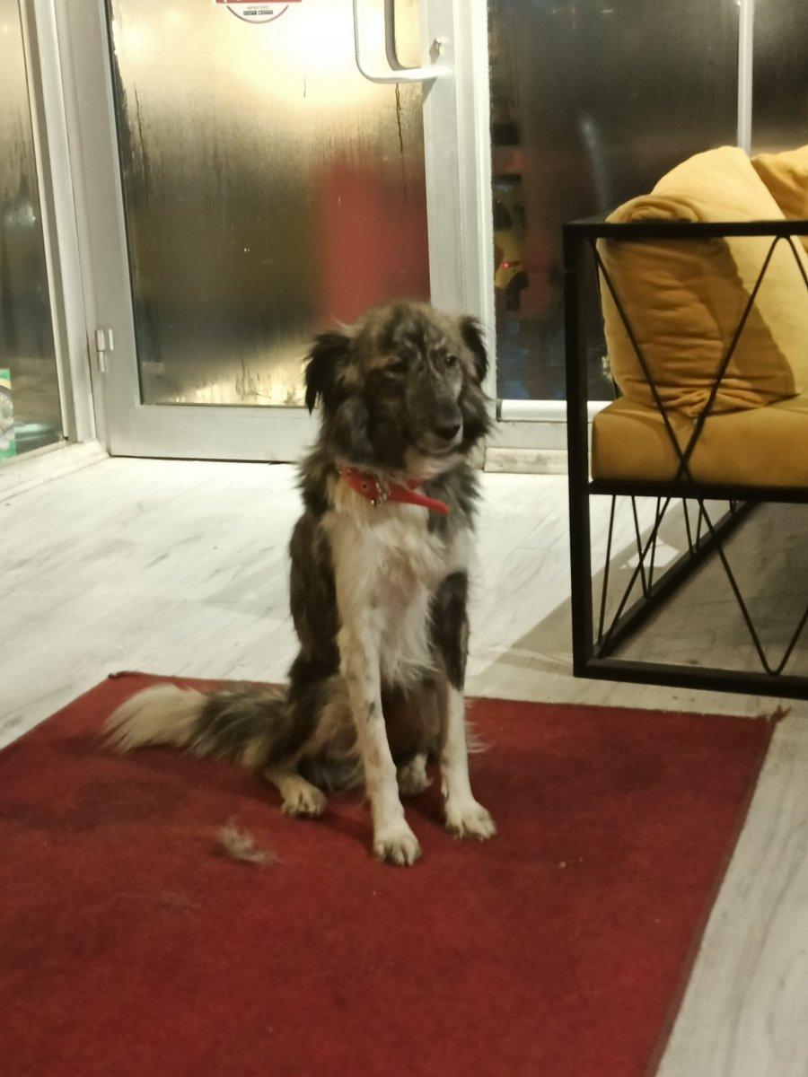 Sivas'ta 1 haftadır kayıp Dobby'i bulana ödül verilecek