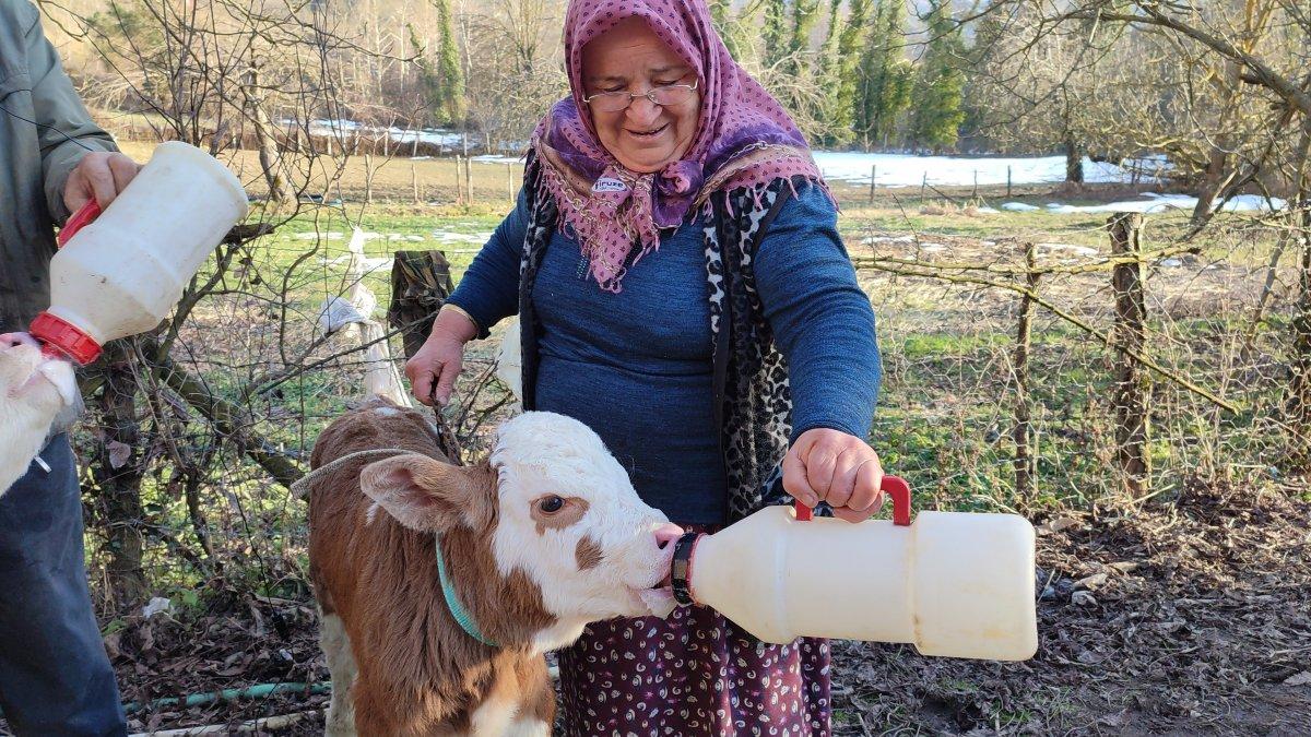 Bartın'da üçüz buzağılar bebek gibi bakılıyor