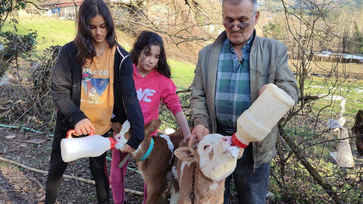 Bartın'da üçüz buzağılar bebek gibi bakılıyor