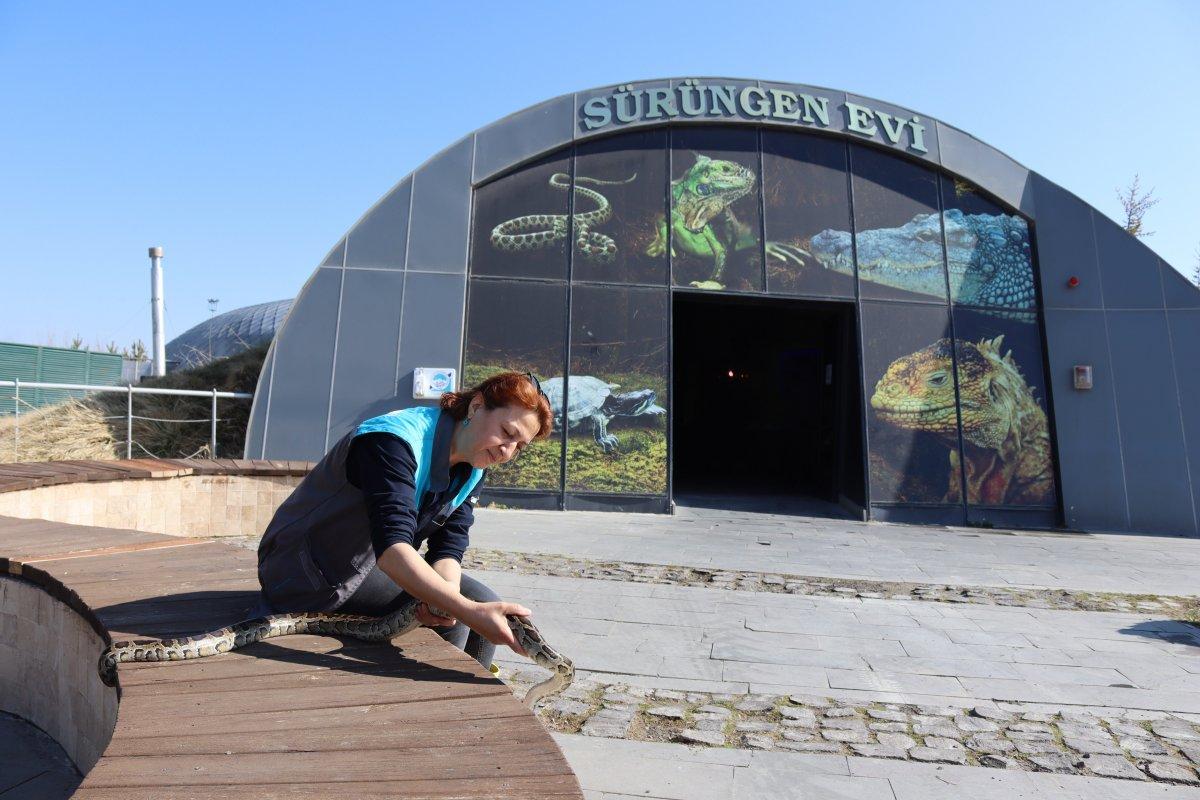 Kayseri'deki yılan bakıcısı kadın: Aramızda sevgi bağı oluştu