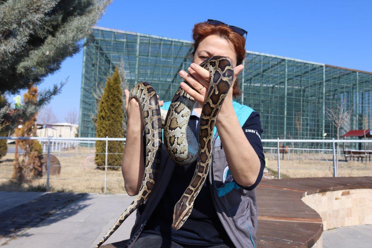 Kayseri'deki yılan bakıcısı kadın: Aramızda sevgi bağı oluştu