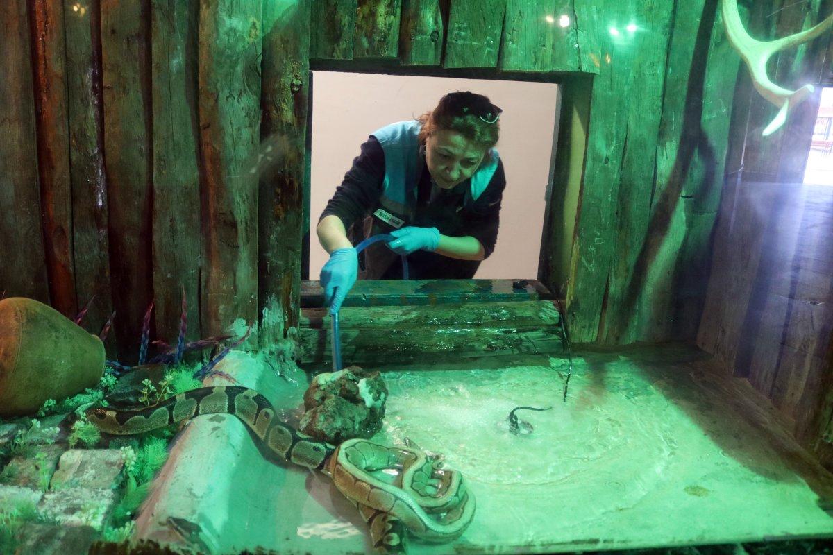 Kayseri'deki yılan bakıcısı kadın: Aramızda sevgi bağı oluştu