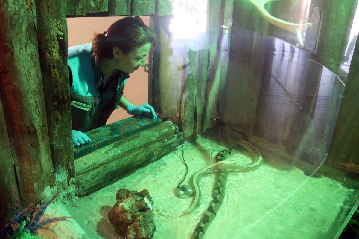 Kayseri'deki yılan bakıcısı kadın: Aramızda sevgi bağı oluştu