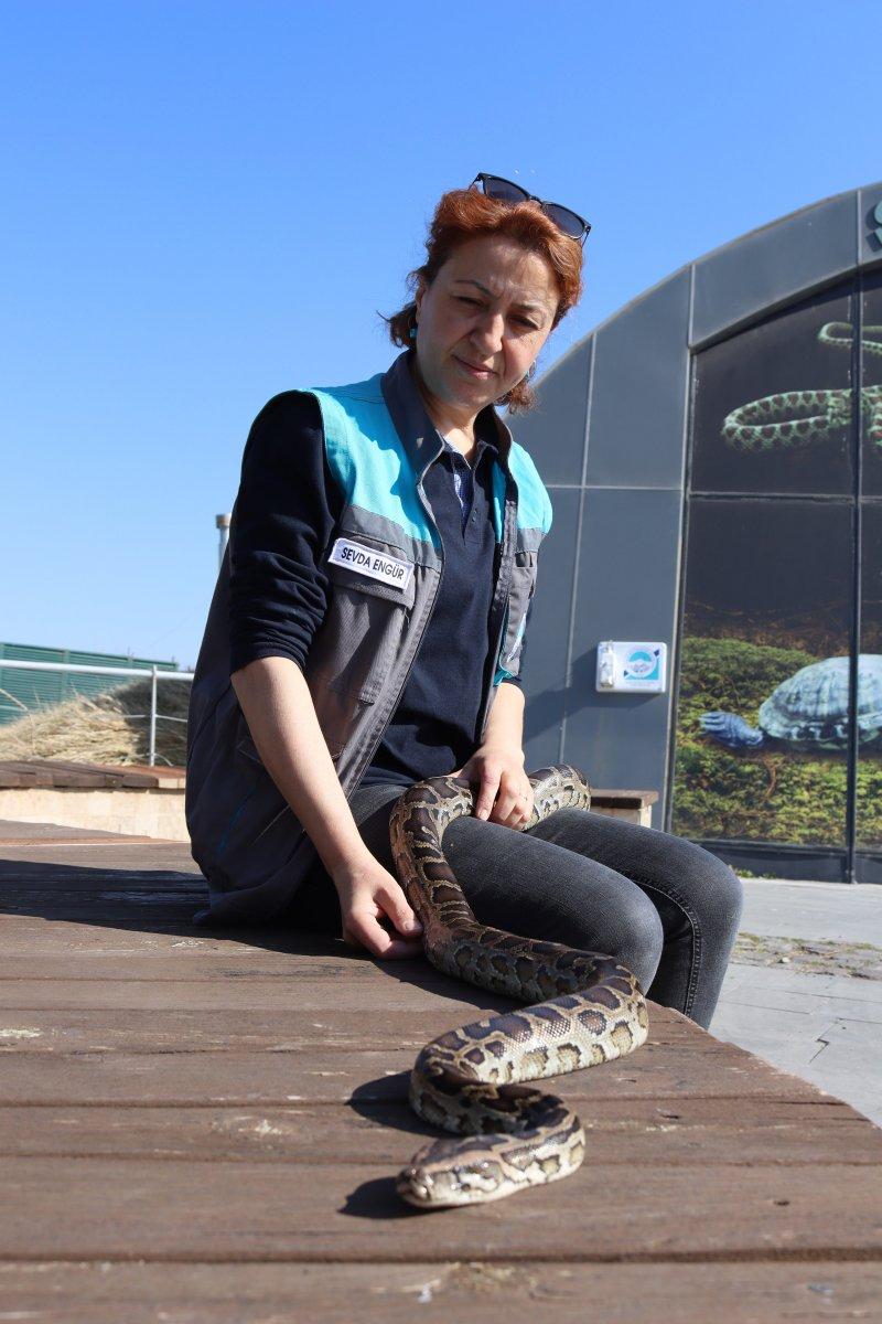 Kayseri'deki yılan bakıcısı kadın: Aramızda sevgi bağı oluştu