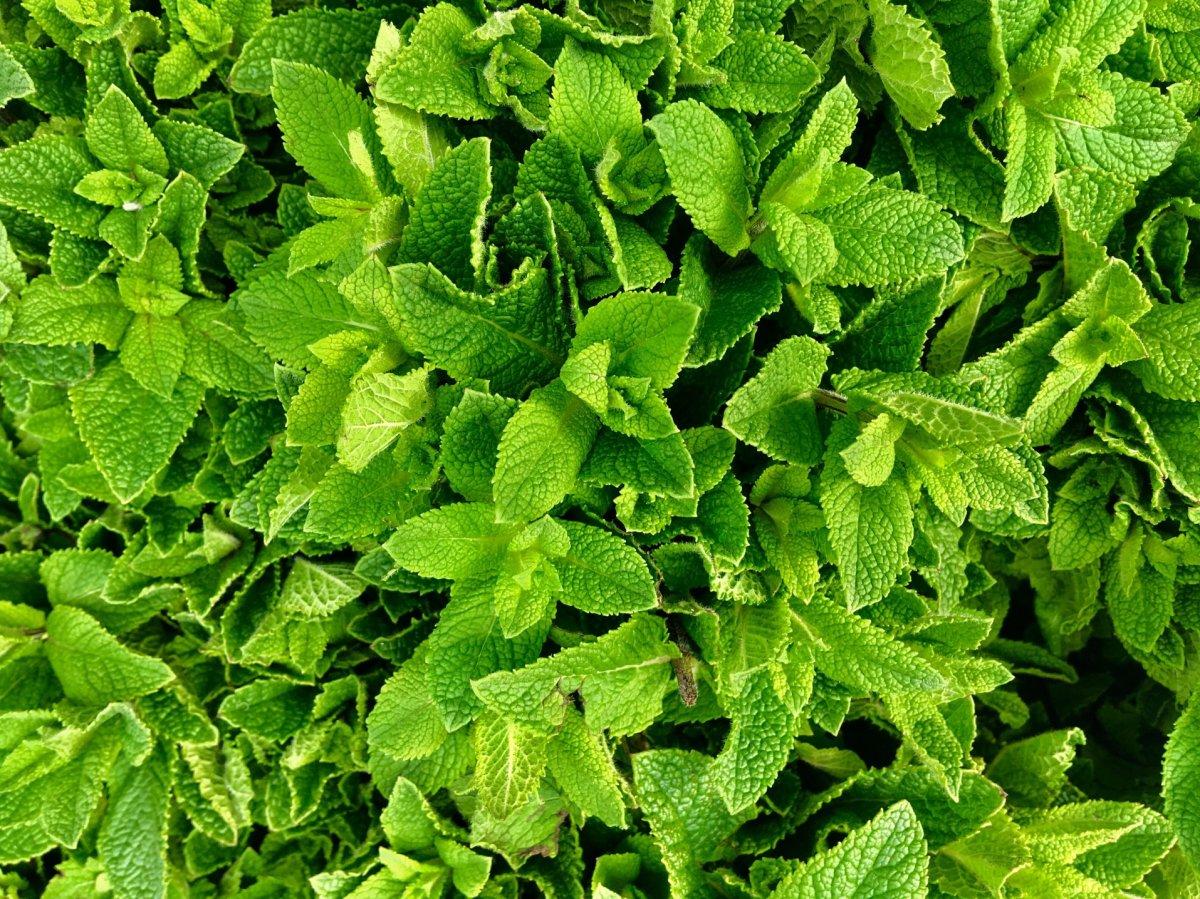 Etten daha fazla demir içeren 10 yiyecek