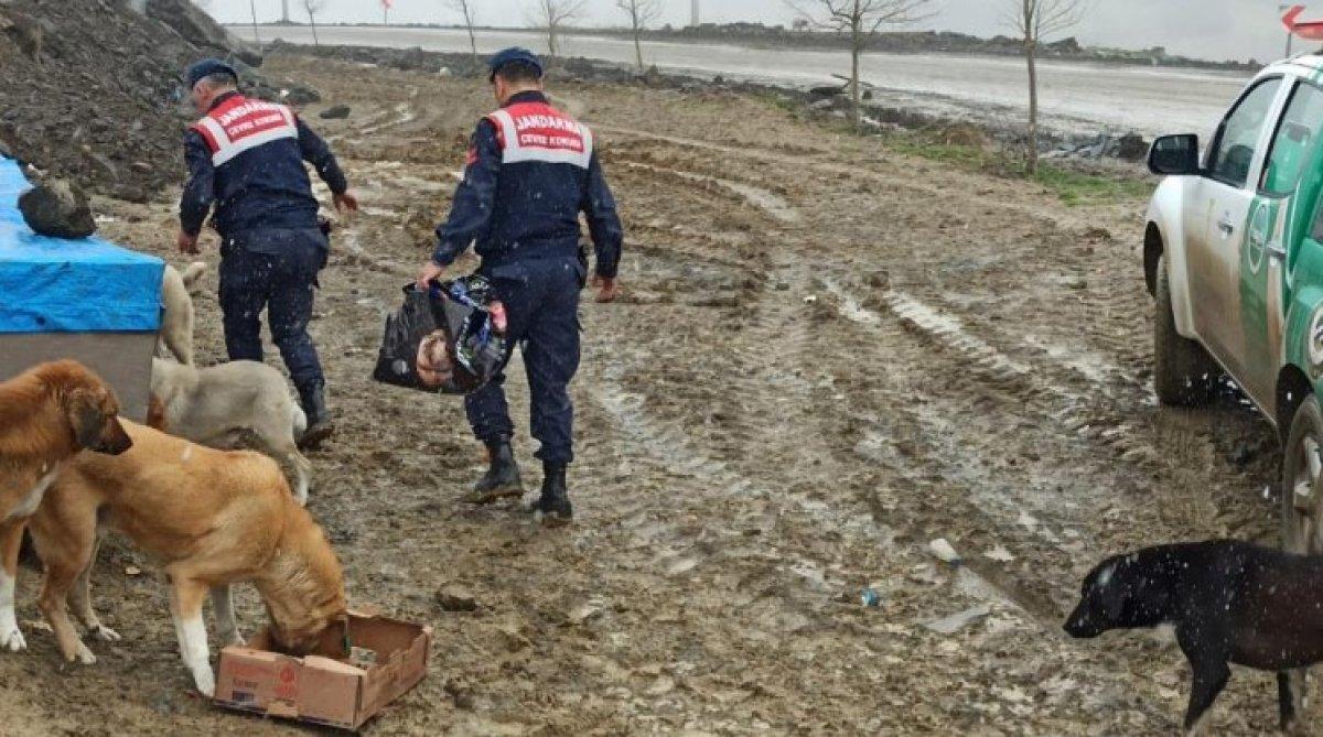Samsun'da jandarmadan sokak hayvanlarına şefkat eli