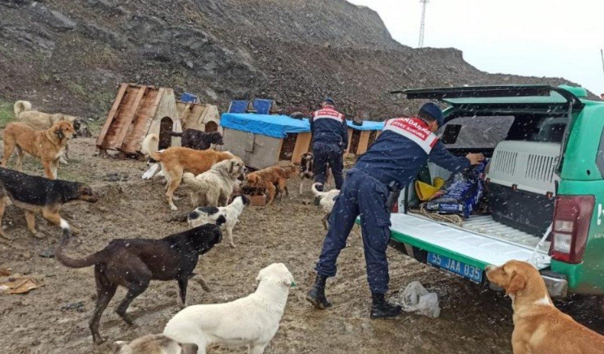 Samsun'da jandarmadan sokak hayvanlarına şefkat eli