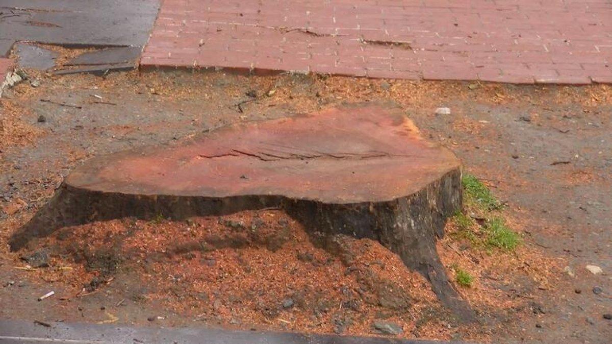 İBB, Beşiktaş'ta 112 çınar ağacını kesti