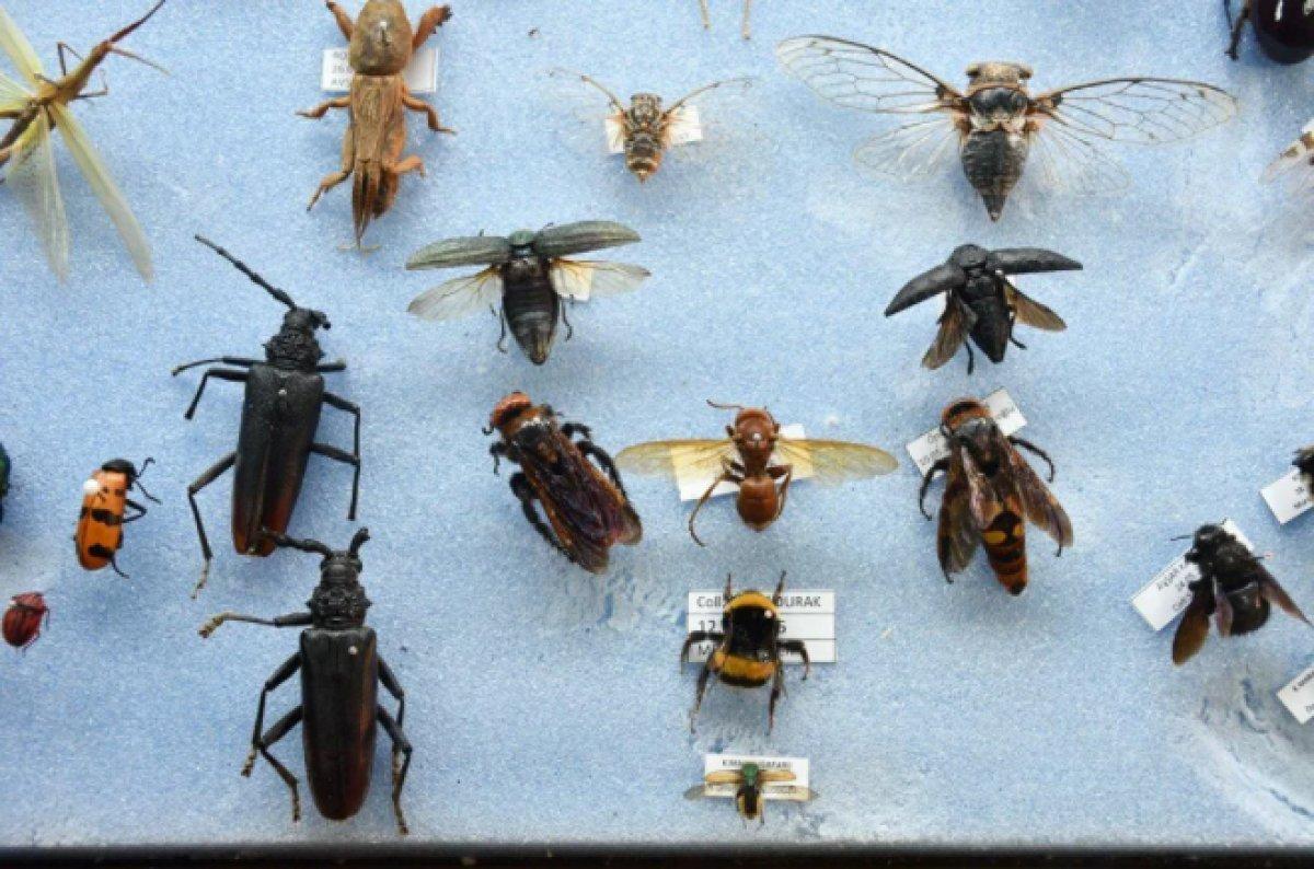 Kahramanmaraş'ta bir profesörün 4 bin türlük böcek koleksiyonu var