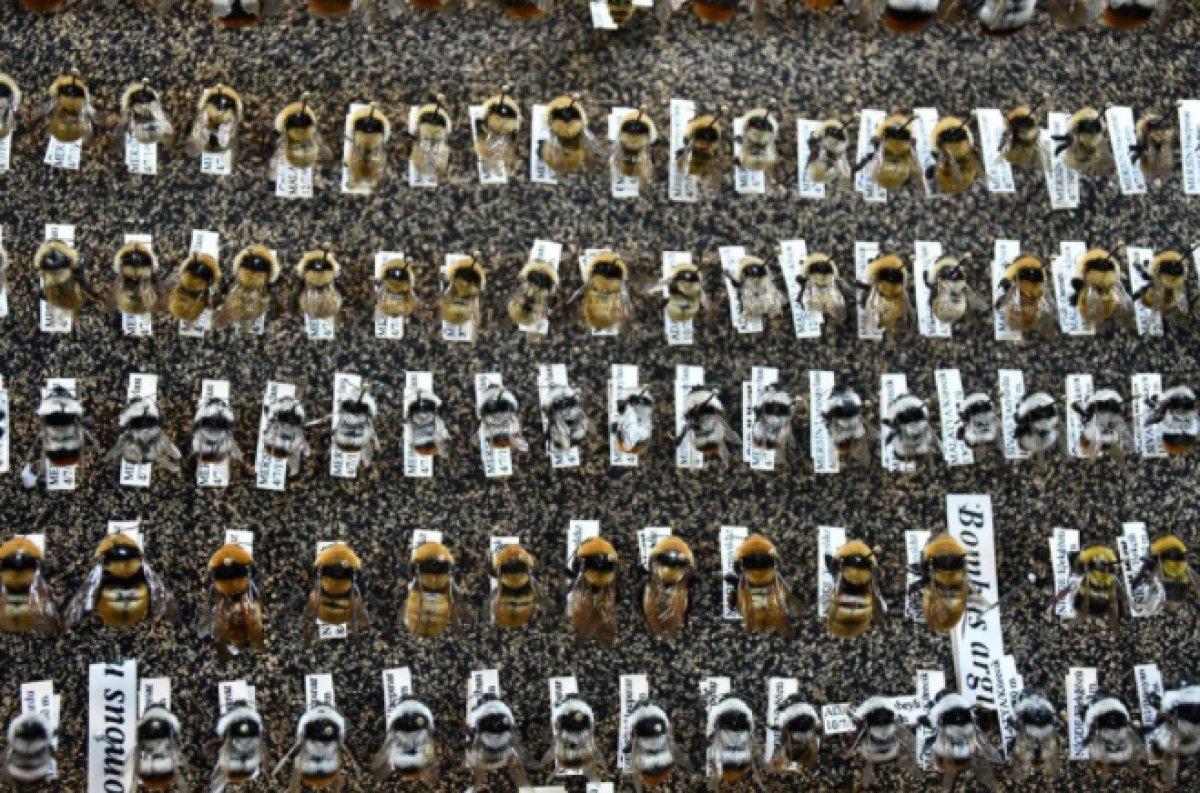 Kahramanmaraş'ta bir profesörün 4 bin türlük böcek koleksiyonu var