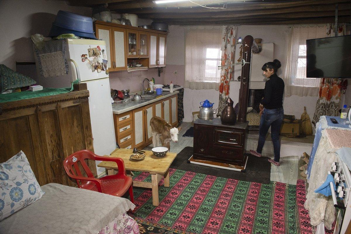 Tunceli'de ameliyat olan buzağıya evlerinde bakıyorlar