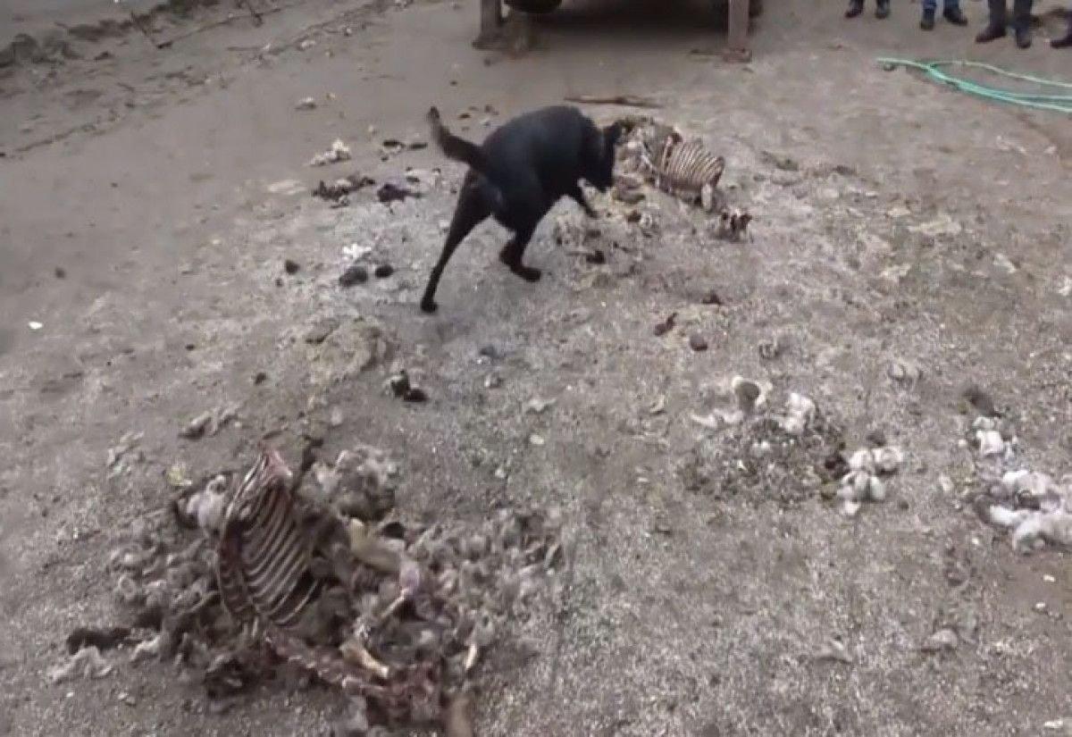 Niğde akraba cinayeti: Öldürdükleri şahsın ailesine Çin'e gitti dediler