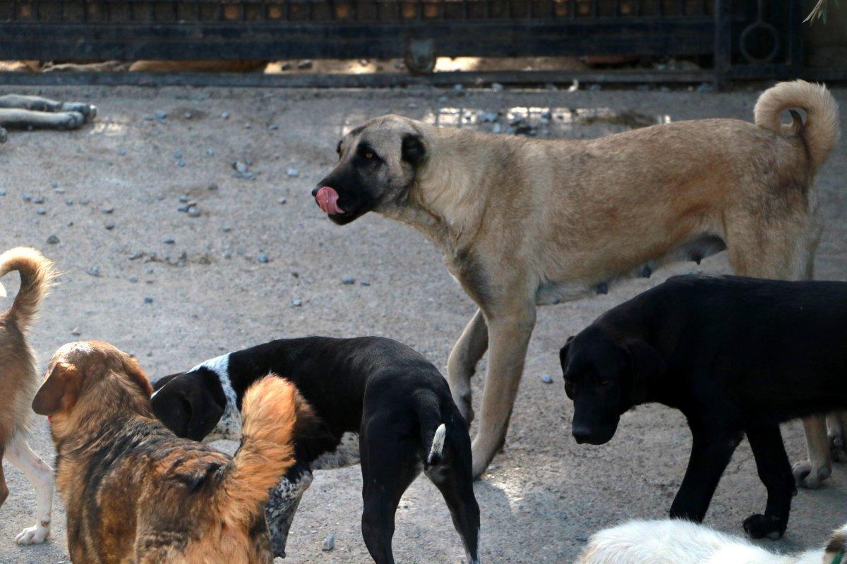 Yıldız Tilbe'den başıboş köpek çıkışı: Sevmek için bir sebep göremiyorum