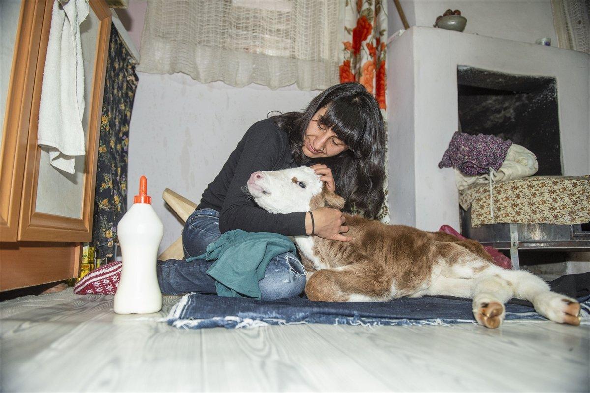 Tunceli'de ameliyat olan buzağıya evlerinde bakıyorlar