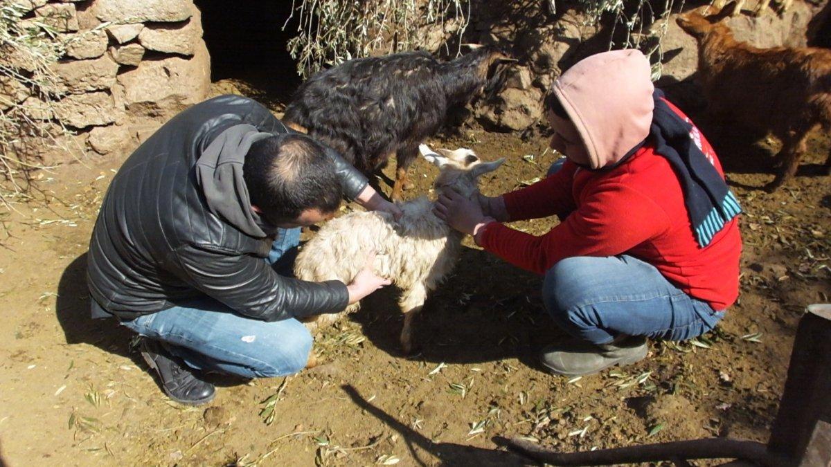 Balıkesir’de başıboş köpekler keçileri parçaladı