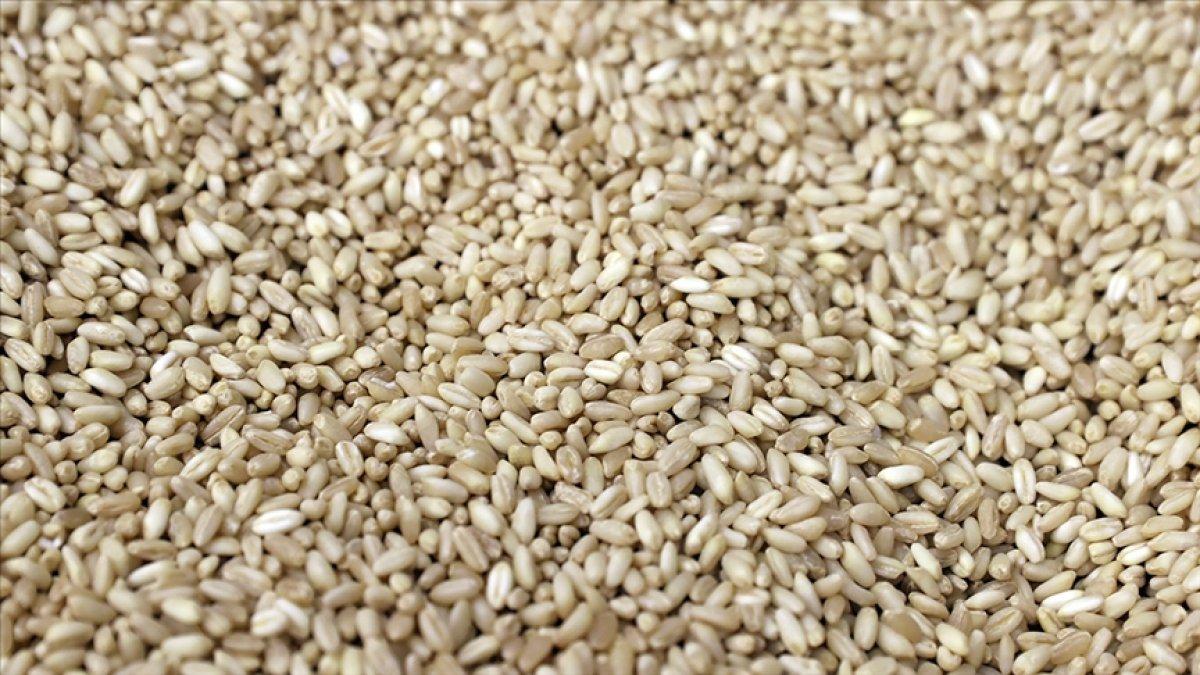 Rusya’dan tahıl ihracatı kısıtlaması için yeni düzenleme