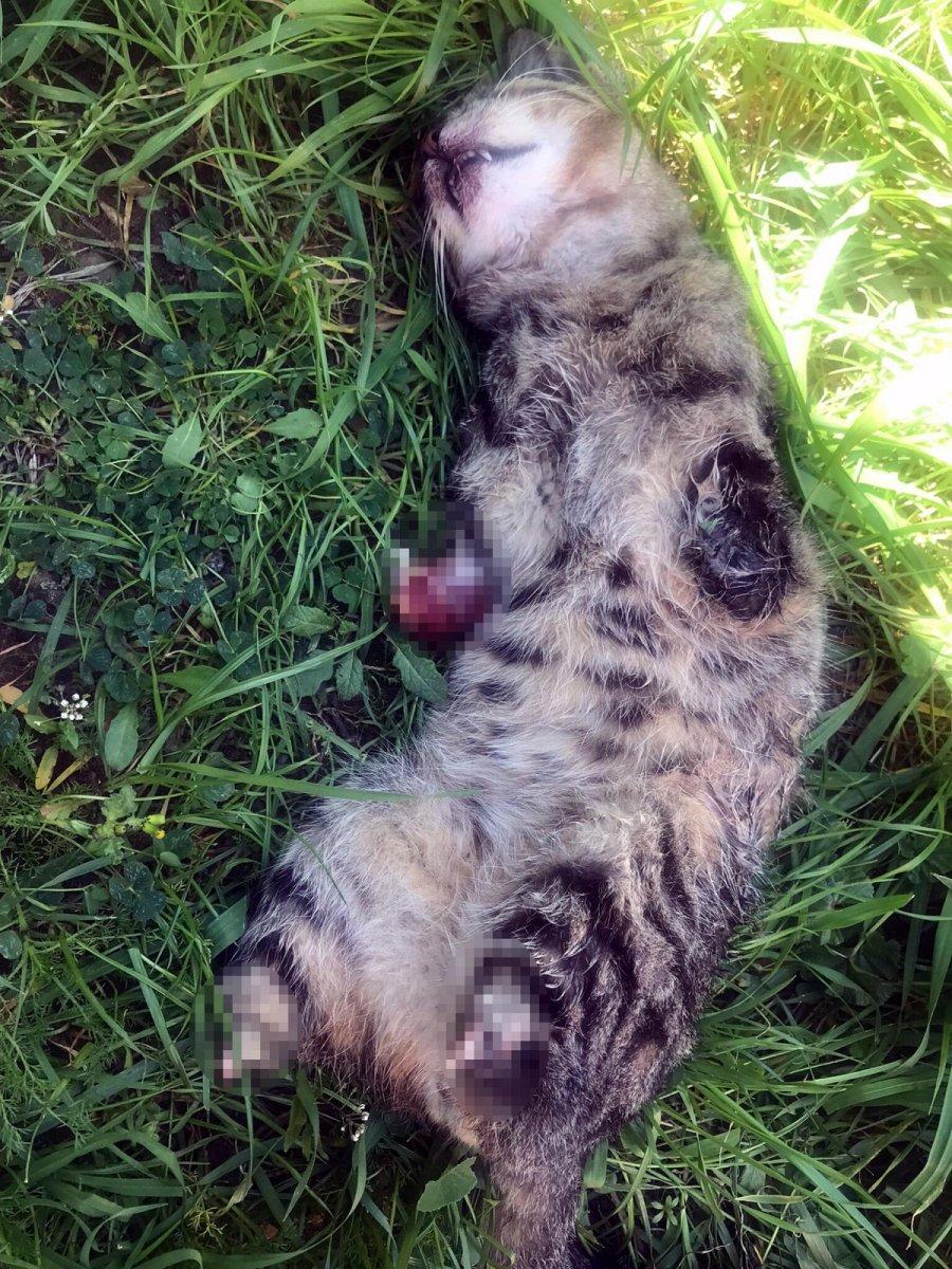 Manisa’da bacakları kesilerek öldürülen kedi sayısı 7 oldu