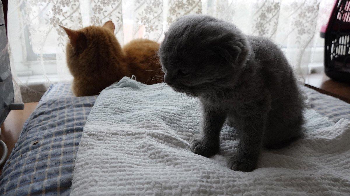 Trabzon'da kediyi duvara fırlatan sanık hakkında duruşmaya zorla getirme kararı