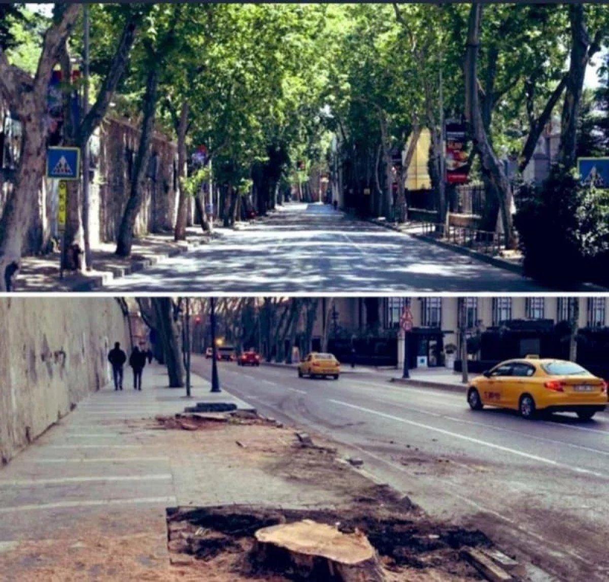 'Ağaçlı Yol' ağaçsız kaldı! Sebebi belli oldu, son hali yürek burktu...