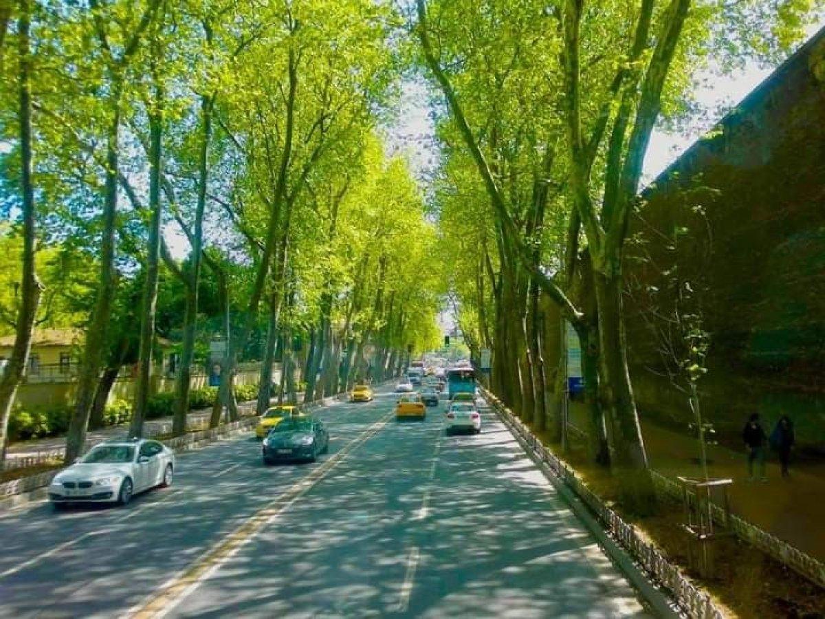 'Ağaçlı Yol' ağaçsız kaldı! Sebebi belli oldu, son hali yürek burktu...