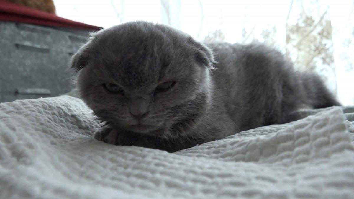 Trabzon'da kediyi duvara fırlatan sanık hakkında duruşmaya zorla getirme kararı