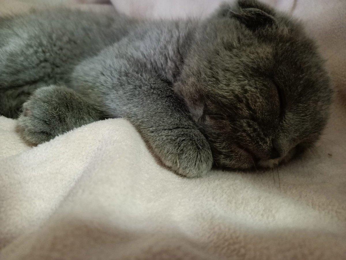 Trabzon'da kediyi duvara fırlatan sanık hakkında duruşmaya zorla getirme kararı