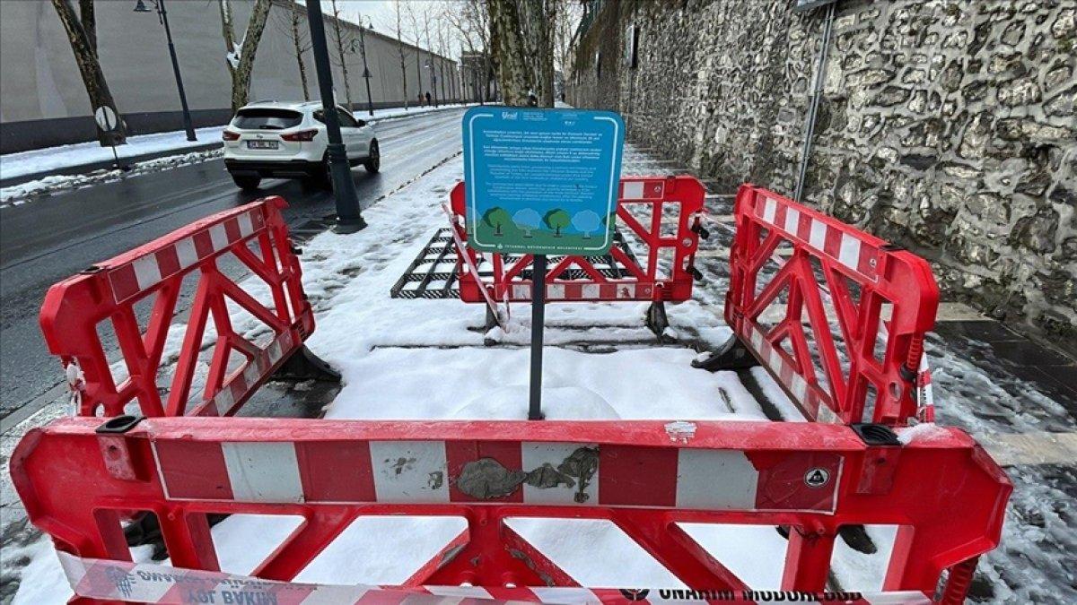 İBB'nin kestiği 112 anıt çınar kurtarılabilirdi