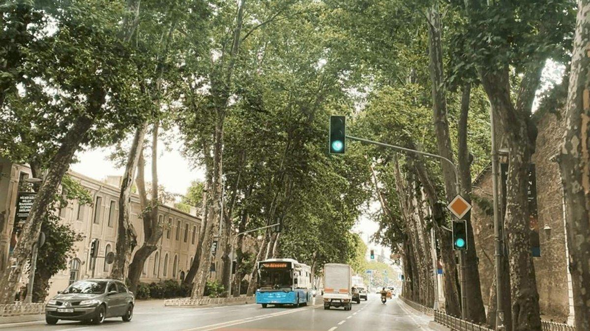 'Ağaçlı Yol' ağaçsız kaldı! Sebebi belli oldu, son hali yürek burktu...