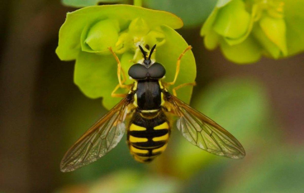 İHA'ların tespiti için çiçek sineğinin beyni inceleniyor