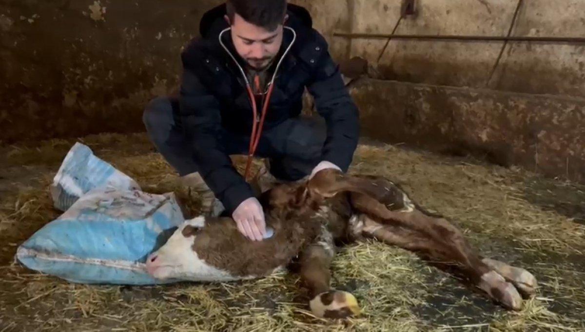 Kastamonu'da kalbi boynunda atan buzağı, veterineri şaşırttı