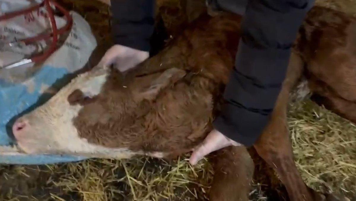 Kastamonu'da kalbi boynunda atan buzağı, veterineri şaşırttı