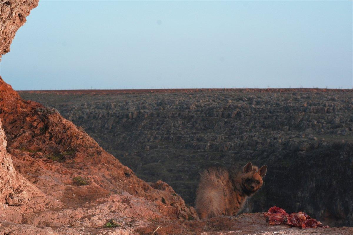 Fırat Nehri'nde nesli tükenme tehlikesi altındaki çizgili sırtlan görüntülendi