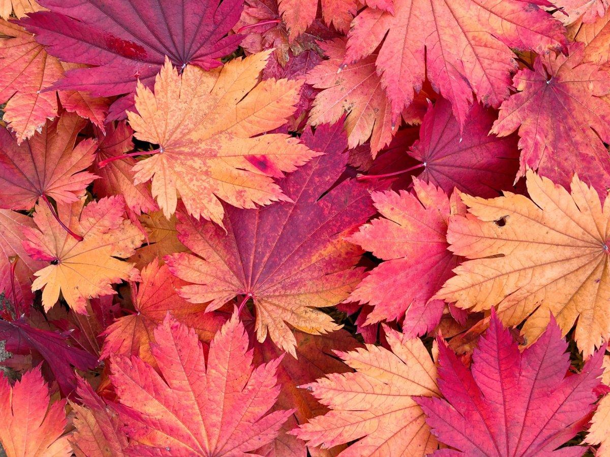 Varisli damarlara karşı 7 etkili doğal tedavi