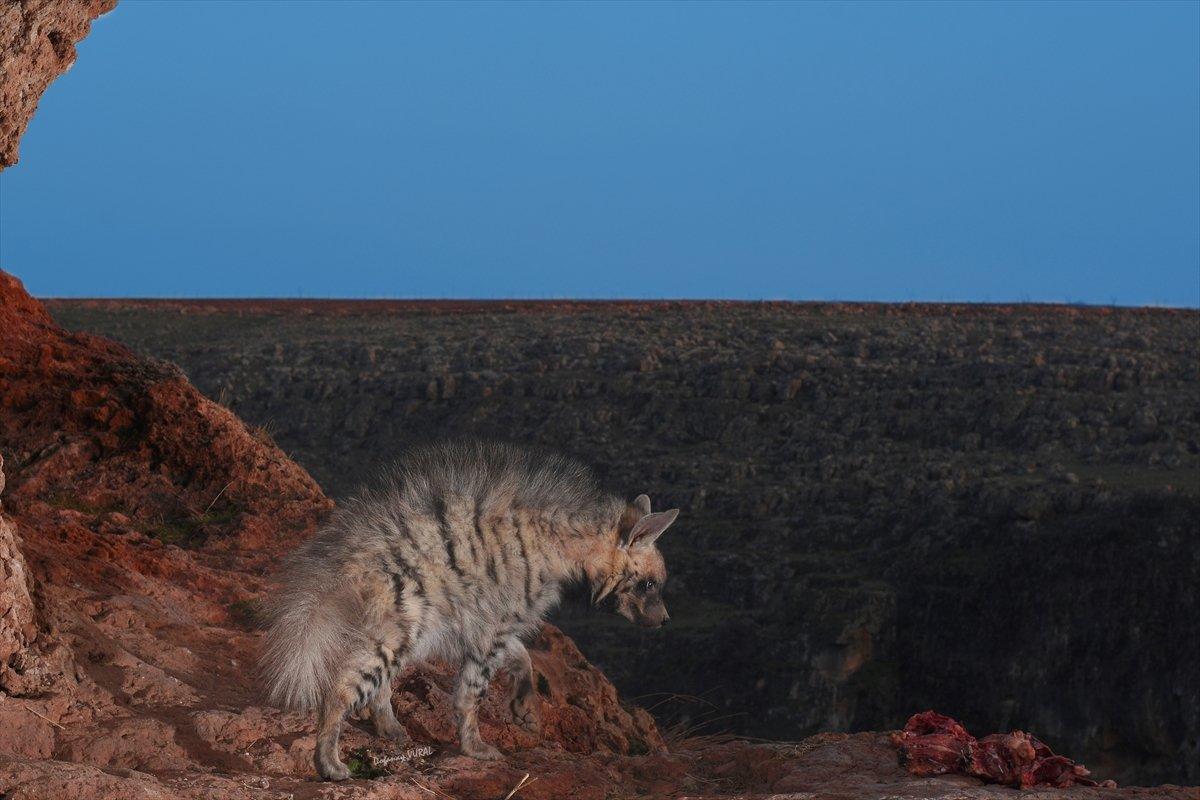 Fırat Nehri'nde nesli tükenme tehlikesi altındaki çizgili sırtlan görüntülendi
