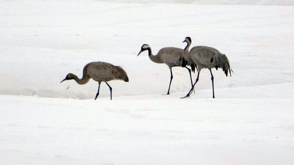Turnalar 30 yıl sonra Hakkari'de