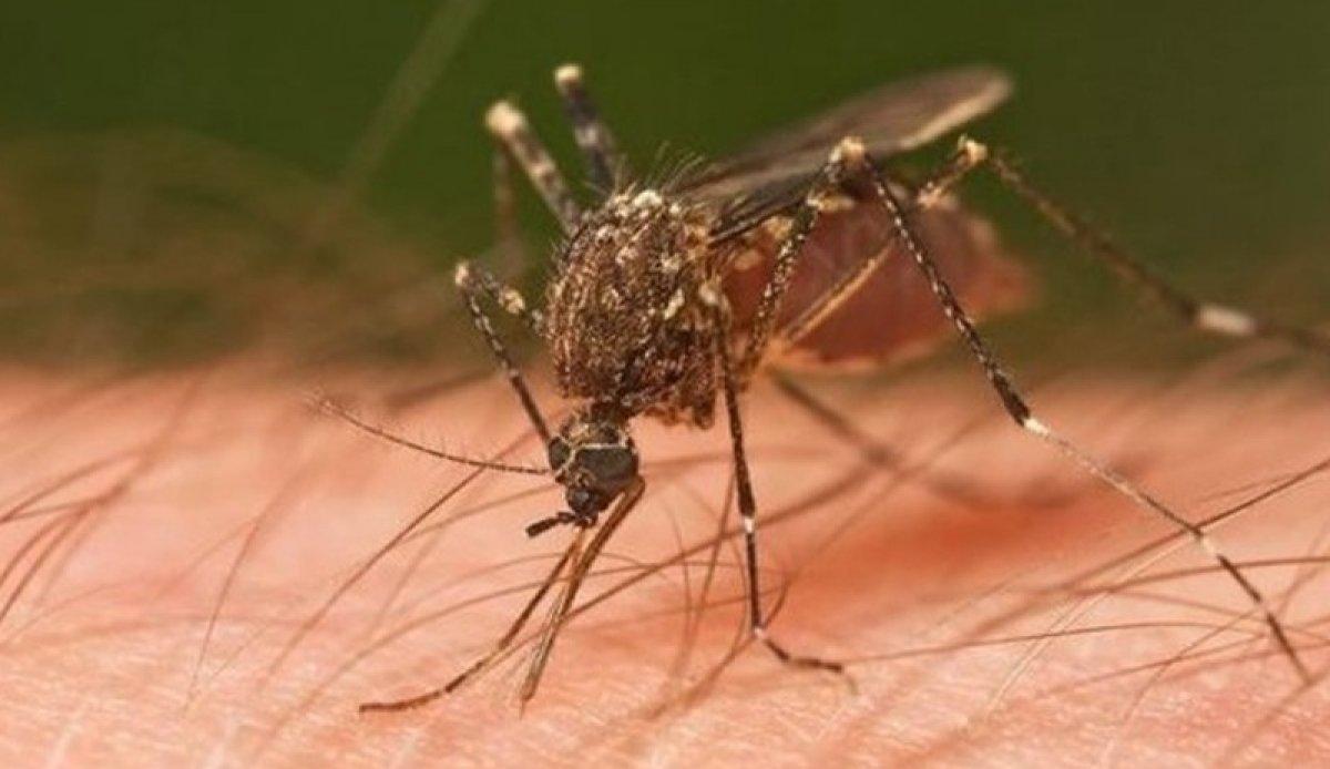 Ne korona, ne omicron! Beyni iltihaplandıran yeni virüsün adı...