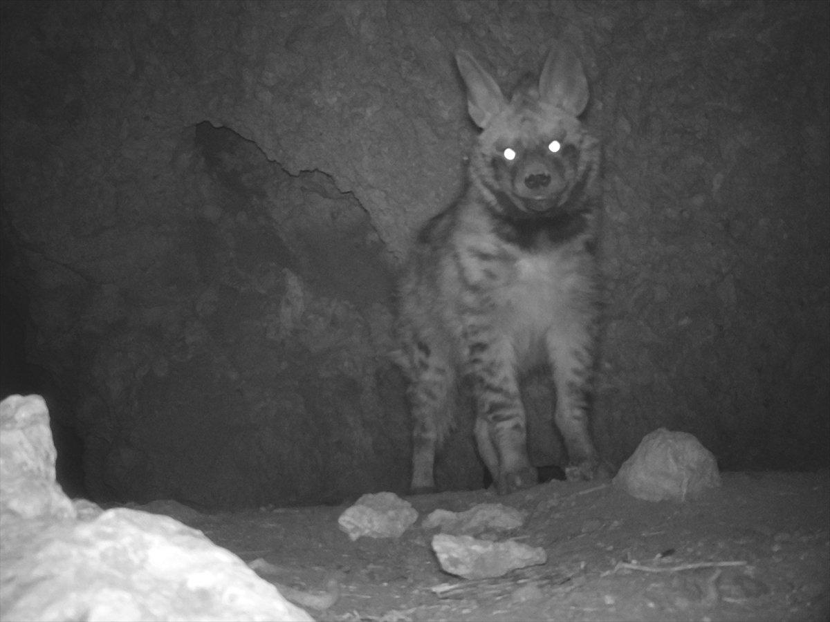 Fırat Nehri'nde nesli tükenme tehlikesi altındaki çizgili sırtlan görüntülendi