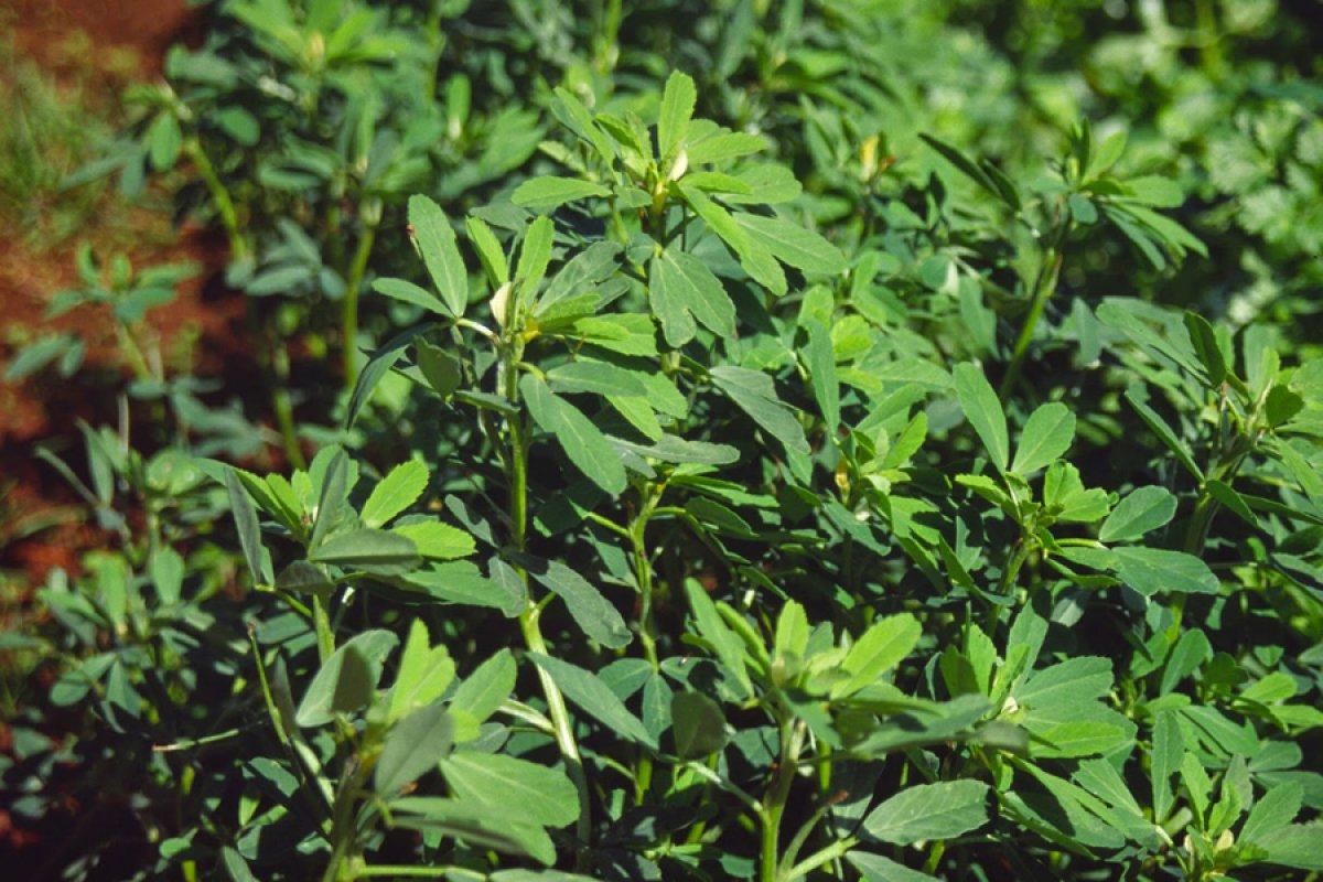 Ağrı kesicileri rafa kaldırıyor! Sıcak suya 1 tutam atmanız yeterli...