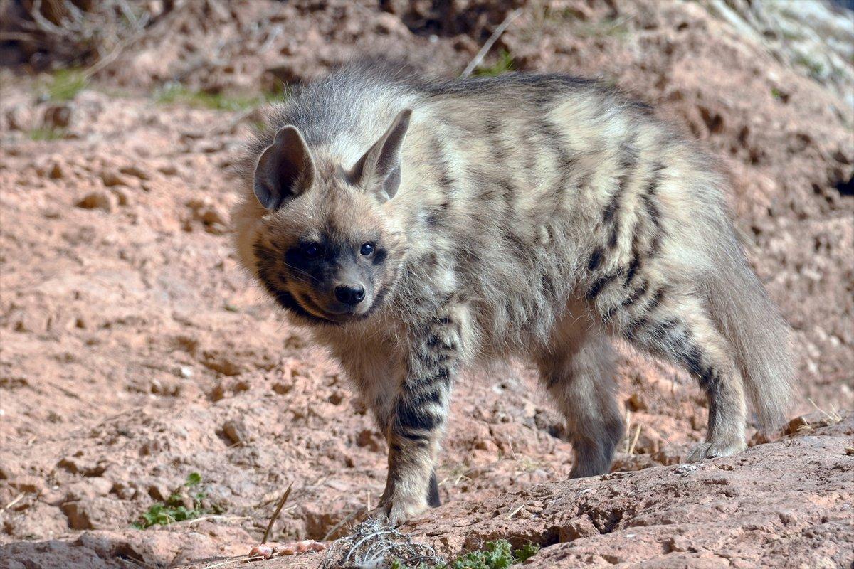 Fırat Nehri'nde nesli tükenme tehlikesi altındaki çizgili sırtlan görüntülendi